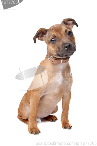 Image of Staffordshire Bull Terrier puppy