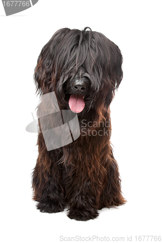 Image of Briard , Berger de Brie, Berger Briard