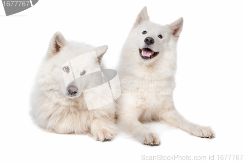 Image of Samoyed (dog)