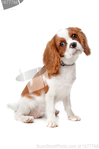 Image of Cavalier King Charles Spaniel puppy