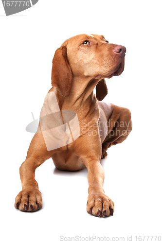 Image of Hungarian Vizsla