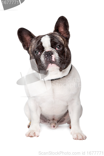 Image of Cute French Bulldog