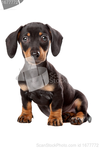 Image of Dachshund, Teckel puppy