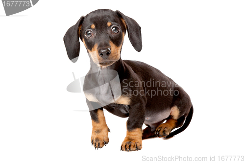 Image of Dachshund, Teckel puppy