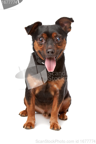 Image of blind mixed breed dog