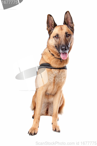 Image of German Shepherd dog