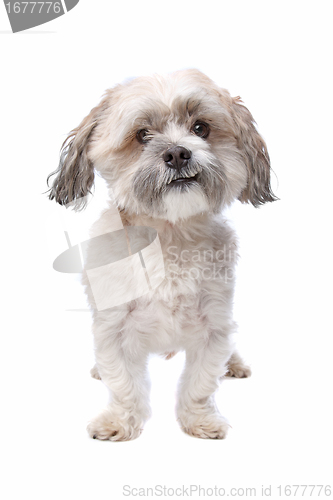 Image of shih tzu