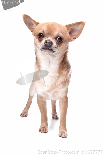 Image of short haired chihuahua