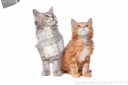 Image of Maine Coon kittens