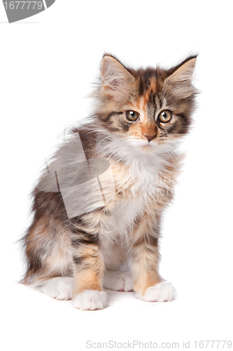 Image of maine coon kitten