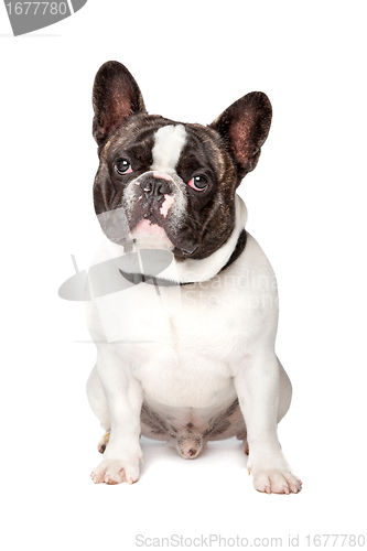 Image of Cute French Bulldog
