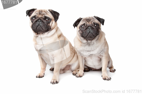 Image of two pug dogs