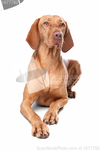 Image of Hungarian Vizsla