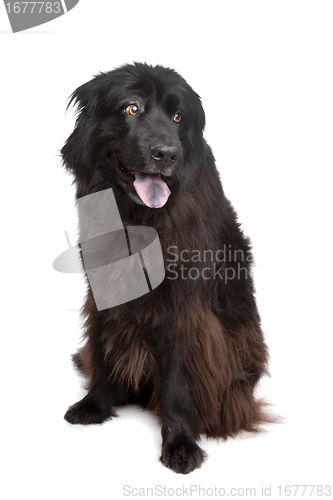 Image of Newfoundland dog