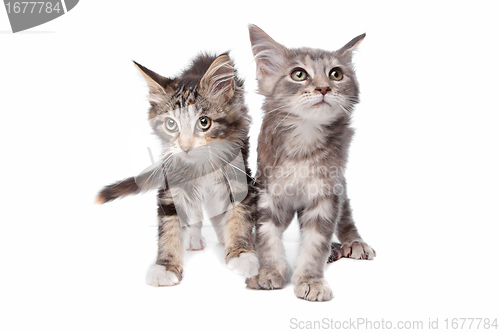 Image of Maine Coon kittens