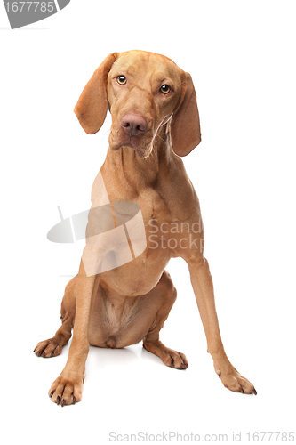 Image of Hungarian Vizsla