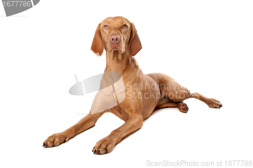 Image of Hungarian Vizsla