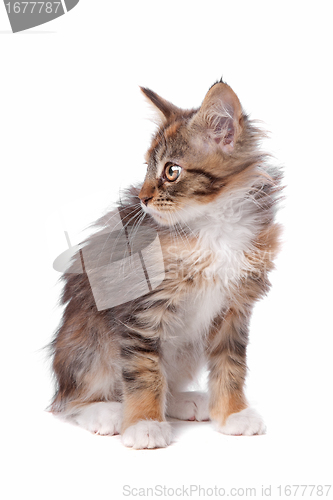 Image of maine coon kitten