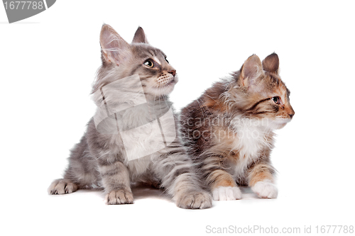 Image of Maine Coon kittens