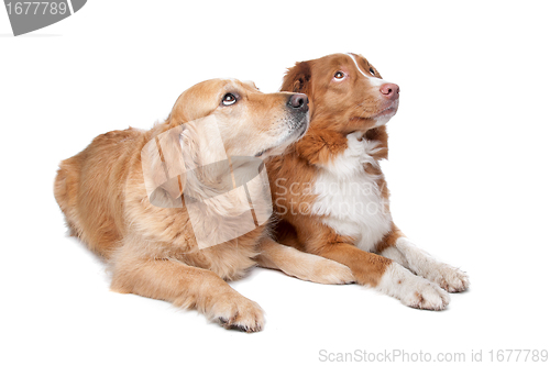 Image of Nova Scotia Duck Tolling Retriever and a golden retriever