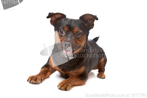 Image of blind mixed breed dog