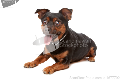 Image of blind mixed breed dog