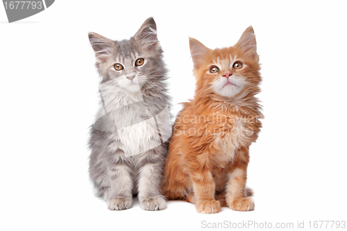 Image of Maine Coon kittens