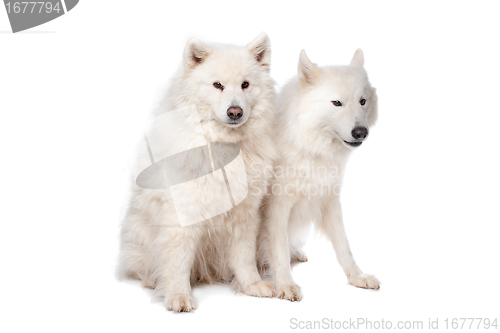 Image of Samoyed (dog)