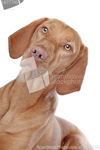 Image of Hungarian Vizsla