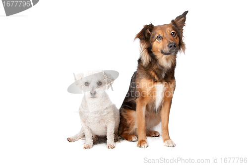 Image of two mixed breed dogs