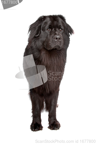 Image of Newfoundland dog