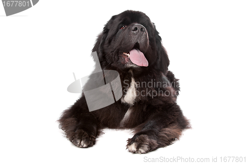 Image of Newfoundland (dog)