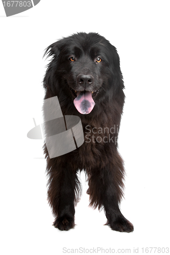 Image of Newfoundland dog