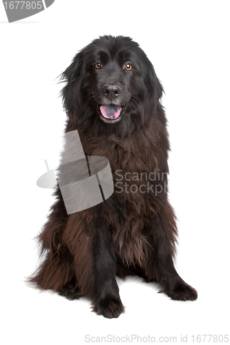 Image of Newfoundland dog