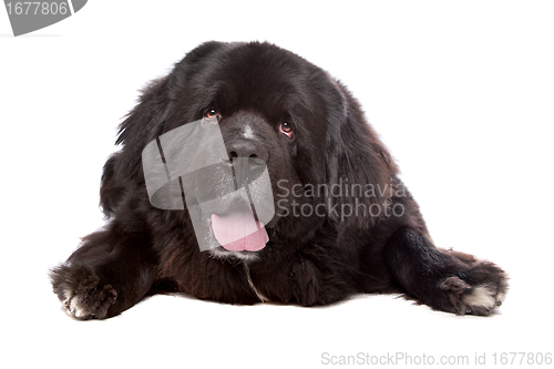 Image of Newfoundland (dog)