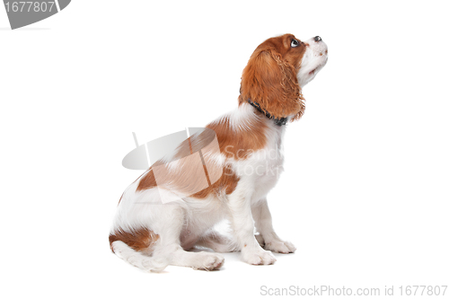 Image of Cavalier King Charles Spaniel puppy