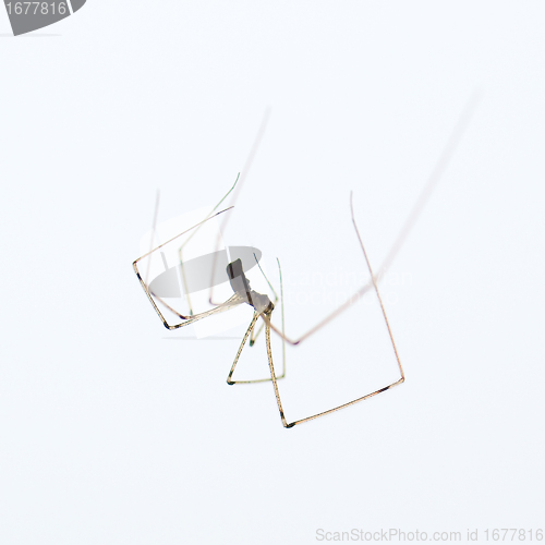 Image of Spider