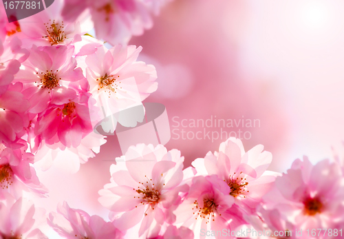 Image of Cherry blossom 