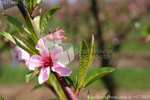 Image of Blooming peach