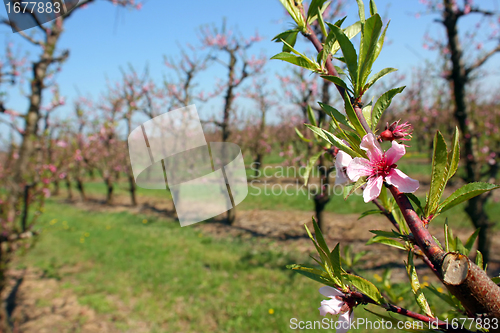 Image of Blooming peach