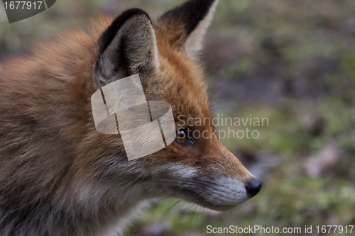 Image of red fox