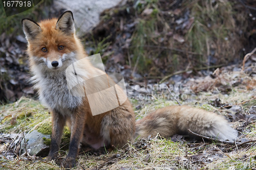 Image of begging red fox