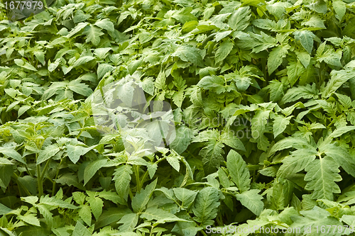 Image of Tomatoes seedlings