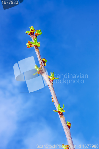 Image of Cherry sprout in the spring