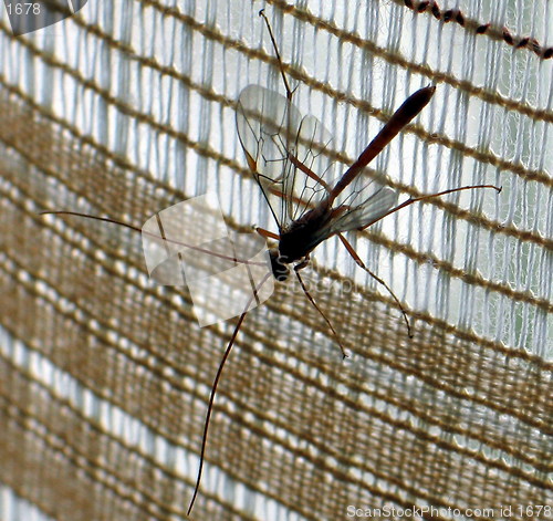 Image of A big insect on a curtain