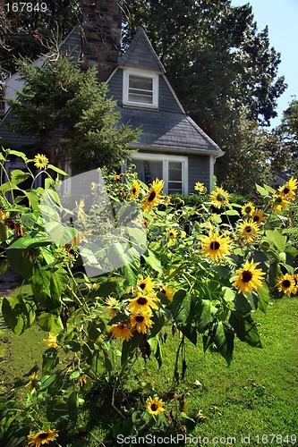 Image of Sunflowers