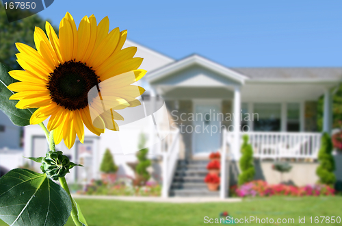 Image of Bright sunflower