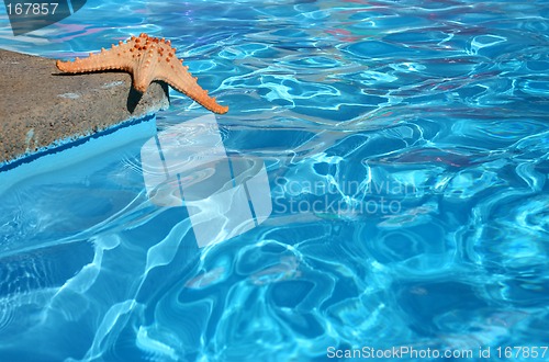 Image of Starfish by Pool