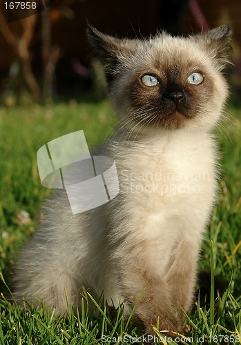 Image of the siamese kitten