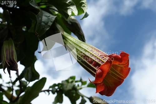 Image of the ecuadorian flower